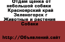 Отдам щенка от небольшой собаки. - Красноярский край, Зеленогорск г. Животные и растения » Собаки   